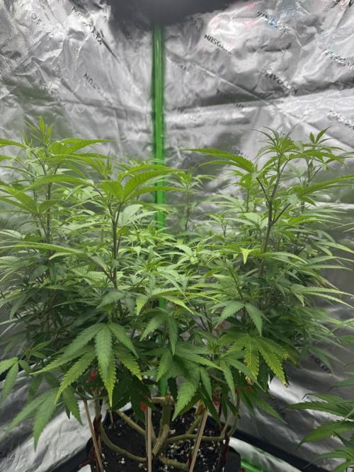 Divine Seeds - Black Opium. Week 15 - 29/06/26 - 18:30 