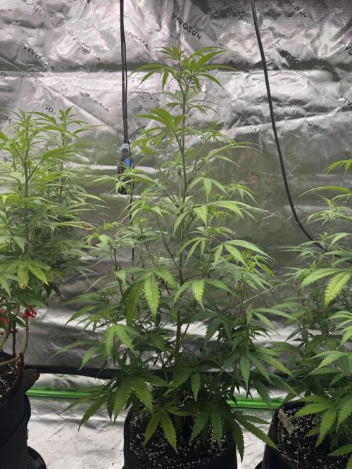 Divine Seeds - Black Opium. Week 15