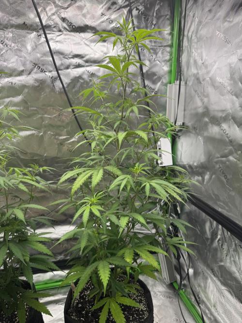 Divine Seeds - Black Opium. Week 15