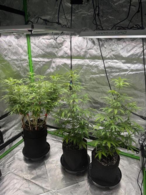 Divine Seeds - Black Opium. Week 15