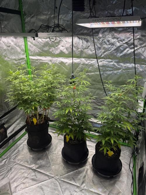 Divine Seeds - Black Opium. Week 16