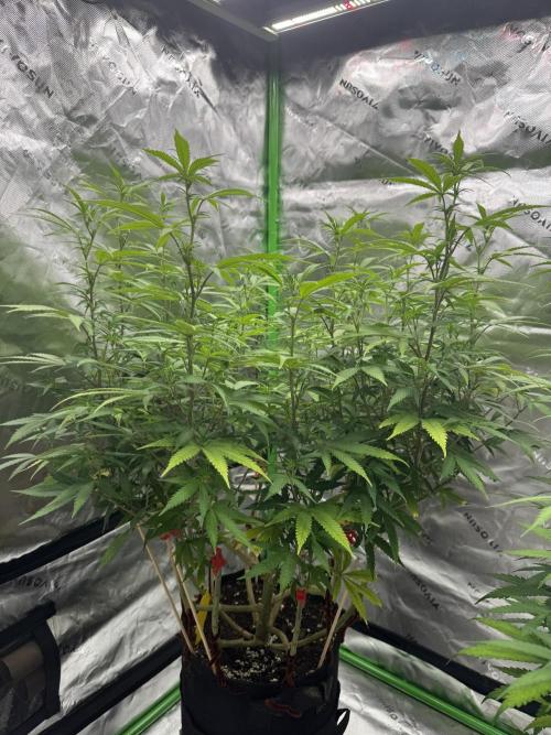 Divine Seeds - Black Opium. Week 16
