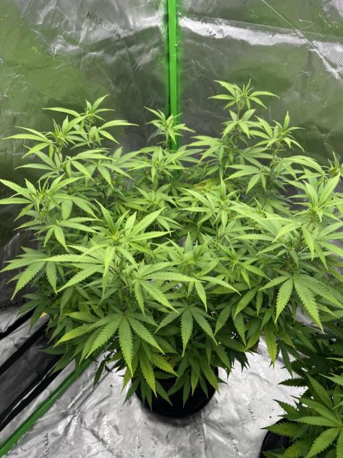 Divine Seeds - Black Opium. Week 16
