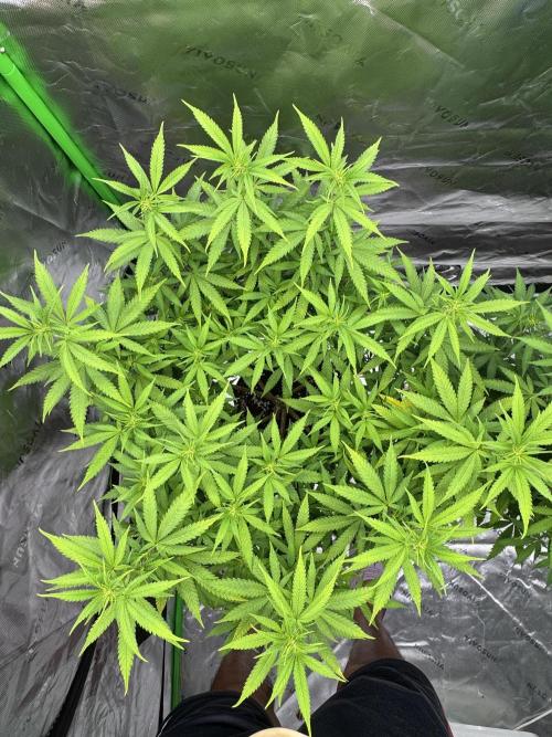 Divine Seeds - Black Opium. Week 16