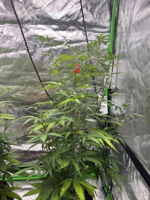 Divine Seeds - Black Opium. Week 16