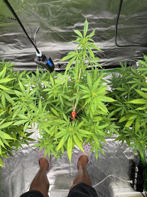 Divine Seeds - Black Opium. Week 16