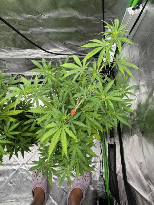 Divine Seeds - Black Opium. Week 16