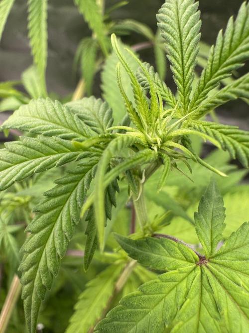 Divine Seeds - Black Opium. Week 16