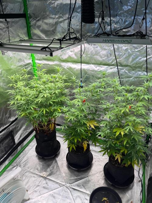 Divine Seeds - Black Opium. Week 17