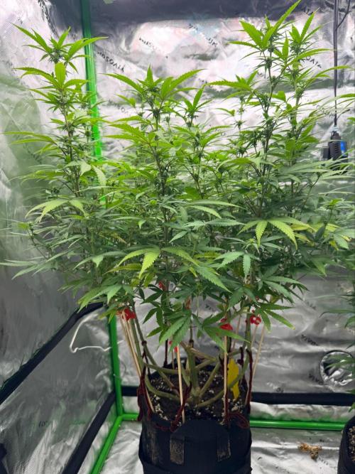 Divine Seeds - Black Opium. Week 17