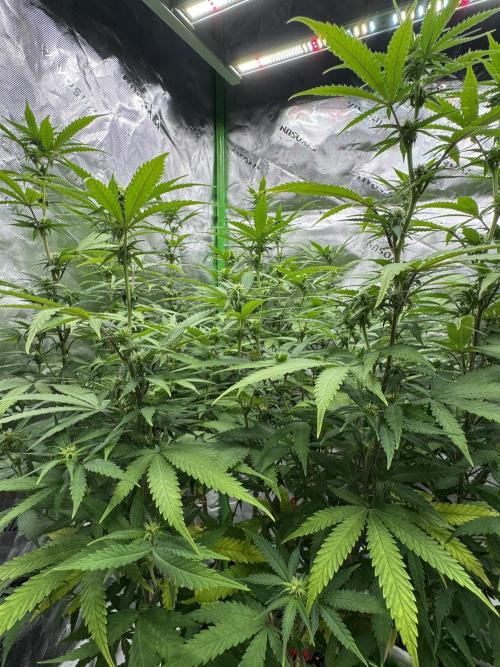Divine Seeds - Black Opium. Week 17