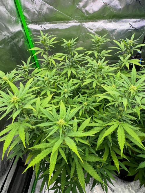 Divine Seeds - Black Opium. Week 17