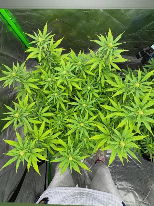 Black Opium. Week 17
