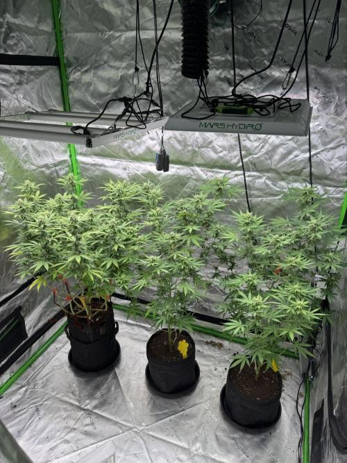 Divine Seeds - Black Opium. Week 18