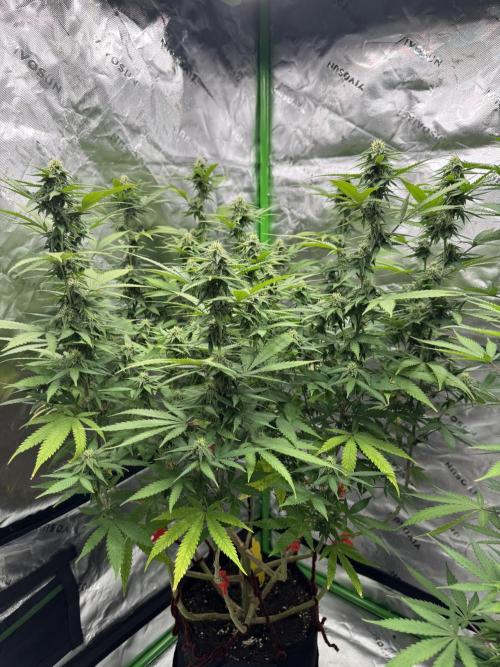 Divine Seeds - Black Opium. Week 18