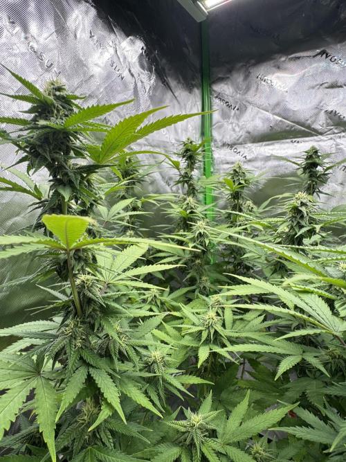 Divine Seeds - Black Opium. Week 18