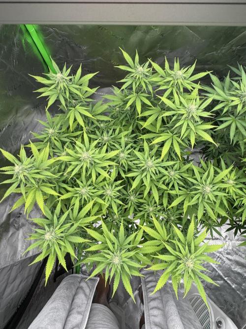 Divine Seeds - Black Opium. Week 18