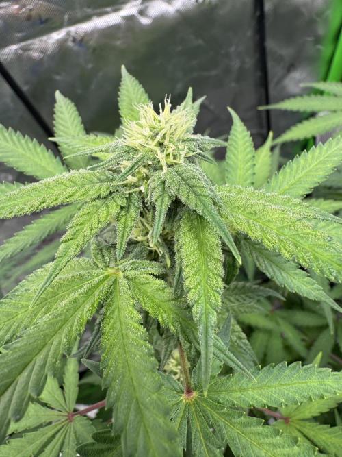 Divine Seeds - Black Opium. Week 18