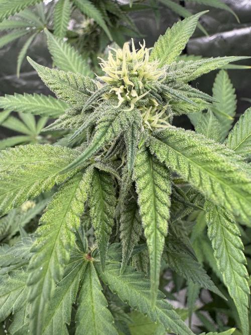 Divine Seeds - Black Opium. Week 18