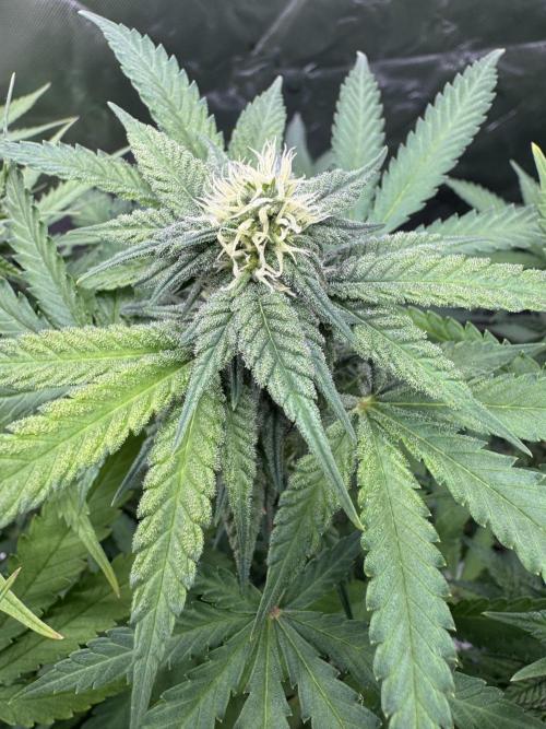 Divine Seeds - Black Opium. Week 18