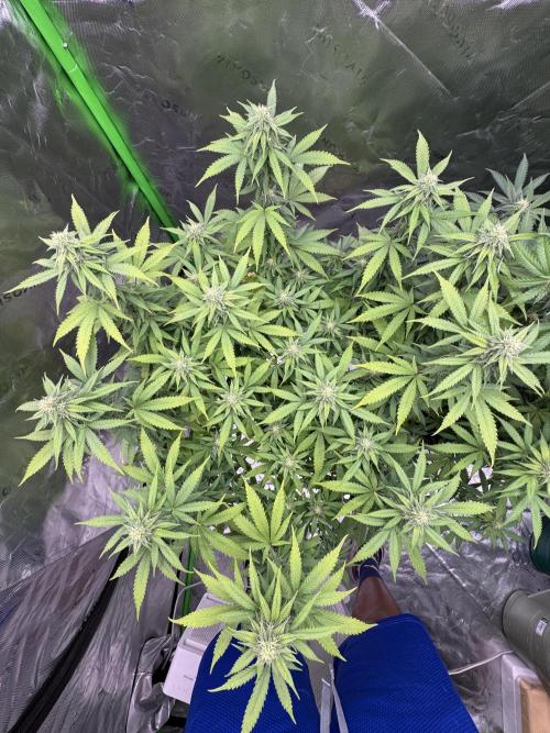 Divine Seeds - Black Opium. Week 18