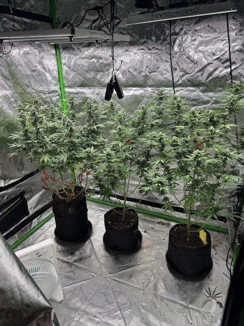 Divine Seeds - Black Opium. Week 19