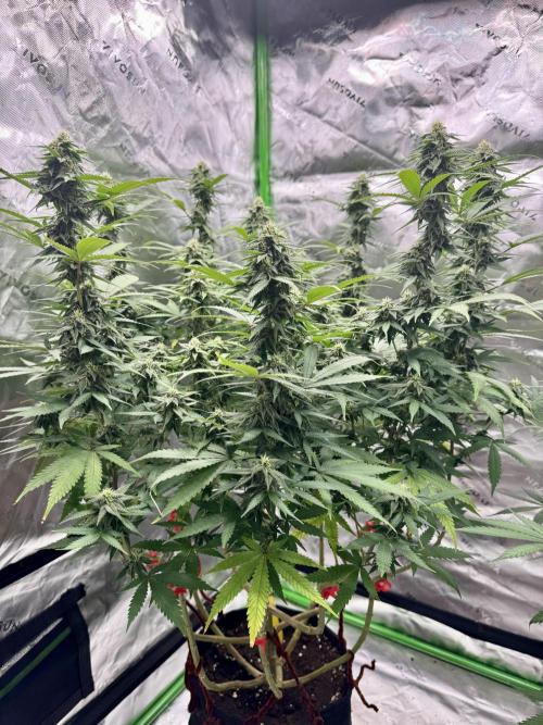 Divine Seeds - Black Opium. Week 19