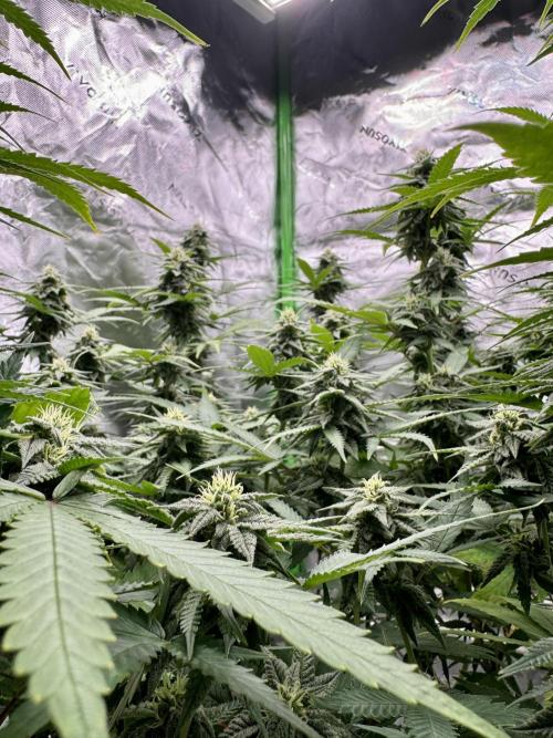 Divine Seeds - Black Opium. Week 19