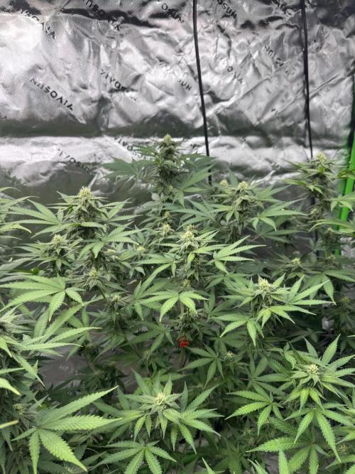Divine Seeds - Black Opium. Week 19