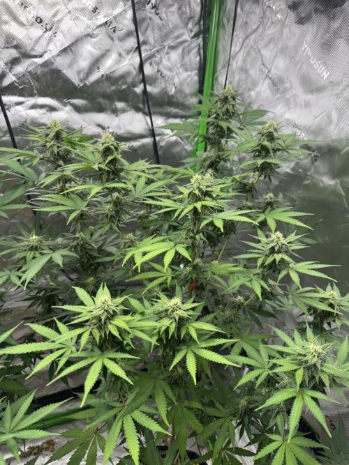 Divine Seeds - Black Opium. Week 19