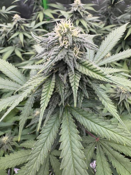 Divine Seeds - Black Opium. Week 19
