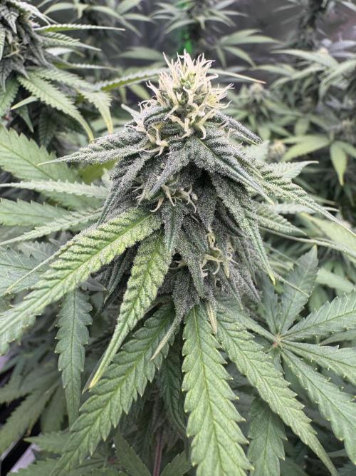 Divine Seeds - Black Opium. Week 19