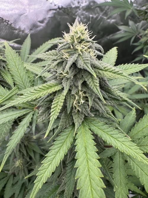 Divine Seeds - Black Opium. Week 19