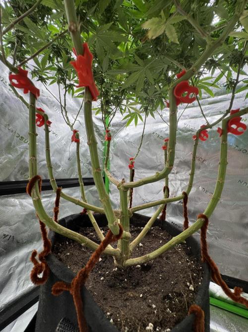 Divine Seeds - Black Opium. Week 20