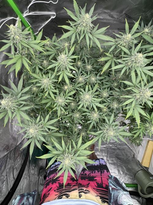 Divine Seeds - Black Opium. Week 20