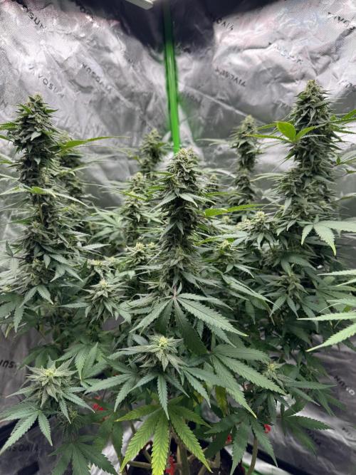 Divine Seeds - Black Opium. Week 20