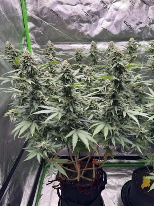 Black Opium. Week 20