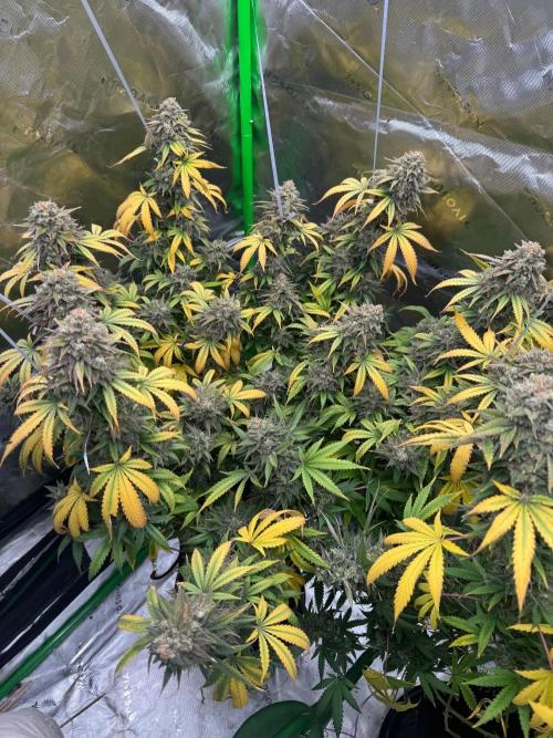 Divine Seeds - Black Opium. Week 23