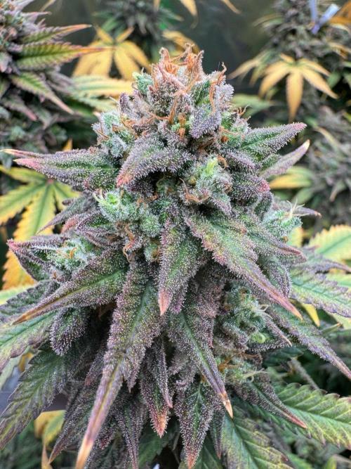 Divine Seeds - Black Opium. Week 23