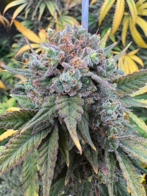 Divine Seeds - Black Opium. Week 23