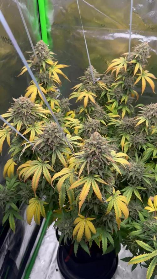 Divine Seeds - Black Opium