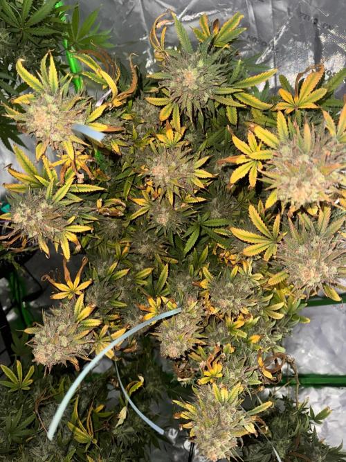 Divine Seeds - Black Opium. Week 24