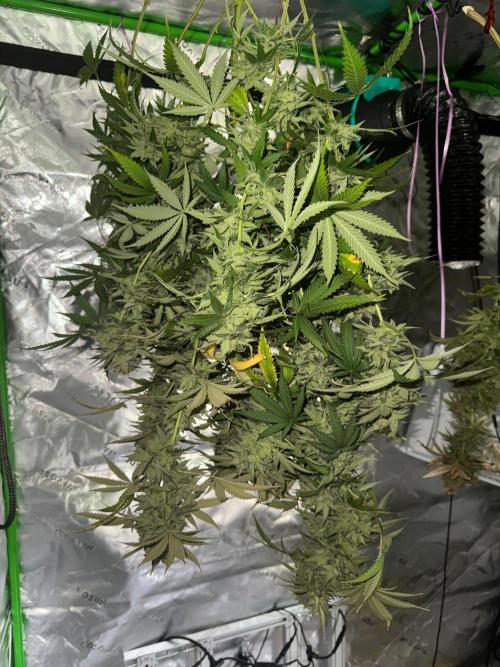 Divine Seeds - Black Opium. Week 24