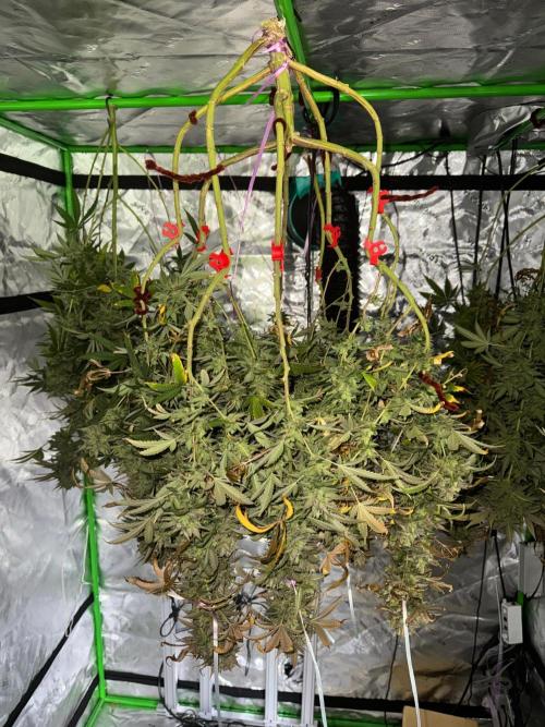 Divine Seeds - Black Opium. Week 24