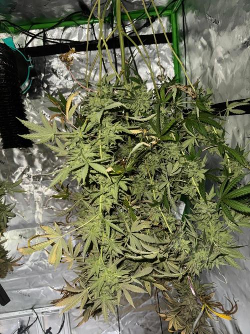 Divine Seeds - Black Opium. Week 24
