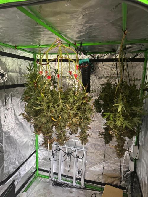 Divine Seeds - Black Opium. Week 24