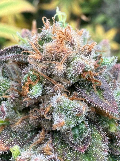 Divine Seeds - Black Opium. Week 24