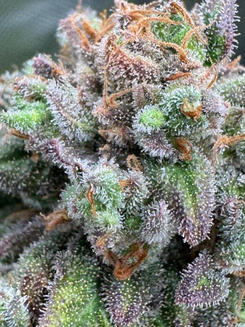 Divine Seeds - Black Opium. Week 24