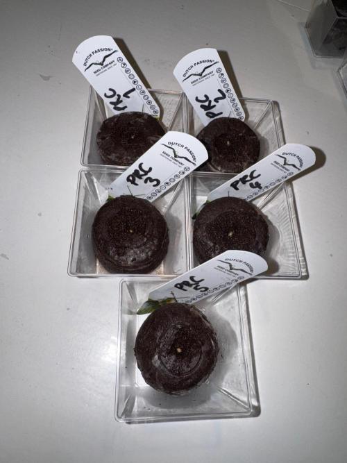 Pink Runtz Cake - Dutch Passion Grow '26. Week 0 - 05.10.26