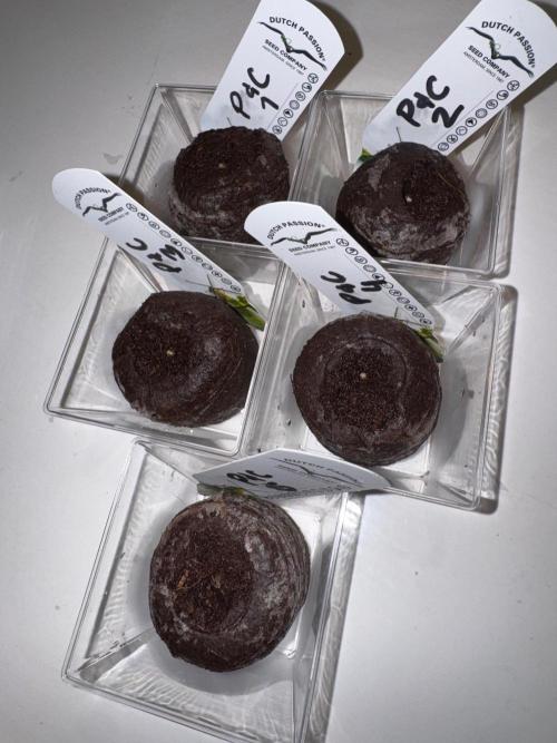 Peaches & Cream - Dutch Passion Grow '26. Week 0 - 05.10.26